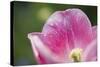 Pink Tulip with Raindrops, Blossom, Close-Up-Brigitte Protzel-Stretched Canvas