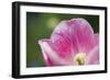 Pink Tulip with Raindrops, Blossom, Close-Up-Brigitte Protzel-Framed Photographic Print