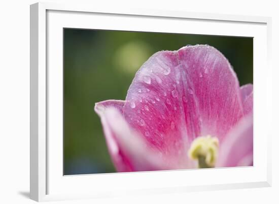 Pink Tulip with Raindrops, Blossom, Close-Up-Brigitte Protzel-Framed Photographic Print