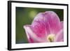 Pink Tulip with Raindrops, Blossom, Close-Up-Brigitte Protzel-Framed Photographic Print