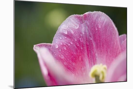 Pink Tulip with Raindrops, Blossom, Close-Up-Brigitte Protzel-Mounted Photographic Print