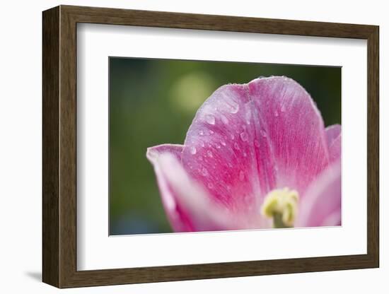 Pink Tulip with Raindrops, Blossom, Close-Up-Brigitte Protzel-Framed Photographic Print