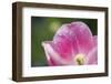 Pink Tulip with Raindrops, Blossom, Close-Up-Brigitte Protzel-Framed Photographic Print