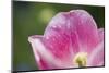 Pink Tulip with Raindrops, Blossom, Close-Up-Brigitte Protzel-Mounted Photographic Print