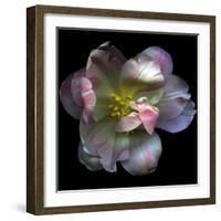 Pink Tulip-Magda Indigo-Framed Photographic Print