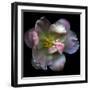 Pink Tulip-Magda Indigo-Framed Photographic Print