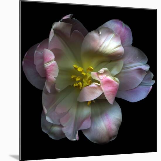 Pink Tulip-Magda Indigo-Mounted Photographic Print