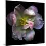 Pink Tulip-Magda Indigo-Mounted Photographic Print