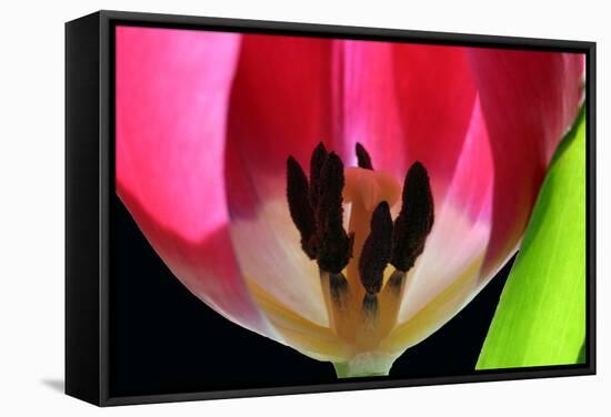 Pink Tulip-Tammy Putman-Framed Stretched Canvas