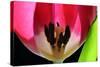 Pink Tulip-Tammy Putman-Stretched Canvas
