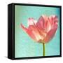 Pink Tulip-Gail Peck-Framed Stretched Canvas