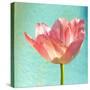 Pink Tulip-Gail Peck-Stretched Canvas