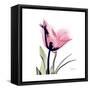 Pink Tulip-Albert Koetsier-Framed Stretched Canvas