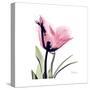 Pink Tulip-Albert Koetsier-Stretched Canvas