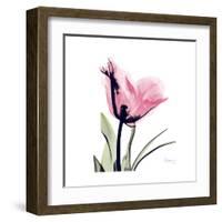 Pink Tulip-Albert Koetsier-Framed Art Print