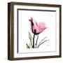 Pink Tulip-Albert Koetsier-Framed Art Print