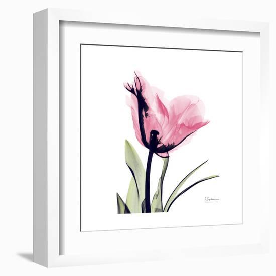 Pink Tulip-Albert Koetsier-Framed Art Print