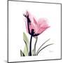 Pink Tulip-Albert Koetsier-Mounted Art Print