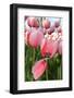 Pink Tulip-mpk1970-Framed Photographic Print