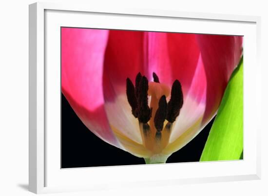 Pink Tulip-Tammy Putman-Framed Photographic Print