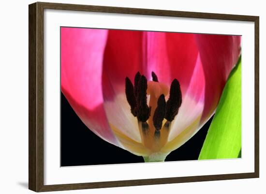 Pink Tulip-Tammy Putman-Framed Photographic Print