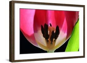 Pink Tulip-Tammy Putman-Framed Photographic Print