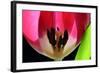 Pink Tulip-Tammy Putman-Framed Photographic Print