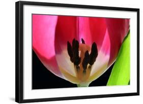 Pink Tulip-Tammy Putman-Framed Photographic Print