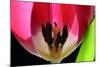 Pink Tulip-Tammy Putman-Mounted Photographic Print