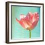 Pink Tulip-Gail Peck-Framed Photographic Print