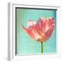Pink Tulip-Gail Peck-Framed Photographic Print