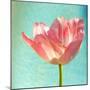 Pink Tulip-Gail Peck-Mounted Photographic Print