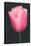 Pink Tulip-null-Stretched Canvas