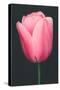 Pink Tulip-null-Stretched Canvas