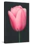 Pink Tulip-null-Stretched Canvas