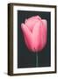 Pink Tulip-null-Framed Art Print
