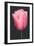 Pink Tulip-null-Framed Art Print