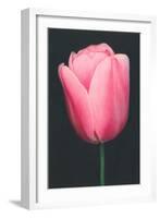 Pink Tulip-null-Framed Art Print