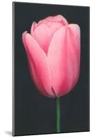 Pink Tulip-null-Mounted Art Print