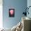 Pink Tulip-null-Mounted Art Print displayed on a wall