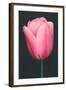 Pink Tulip-null-Framed Art Print