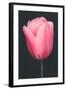 Pink Tulip-null-Framed Art Print