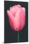 Pink Tulip-null-Mounted Art Print