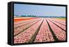 Pink Tulipfields in Spring-Colette2-Framed Stretched Canvas