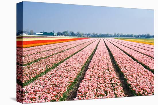 Pink Tulipfields in Spring-Colette2-Stretched Canvas