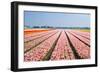 Pink Tulipfields in Spring-Colette2-Framed Photographic Print