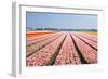 Pink Tulipfields in Spring-Colette2-Framed Photographic Print