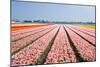 Pink Tulipfields in Spring-Colette2-Mounted Photographic Print