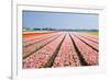 Pink Tulipfields in Spring-Colette2-Framed Photographic Print