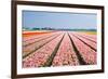 Pink Tulipfields in Spring-Colette2-Framed Photographic Print